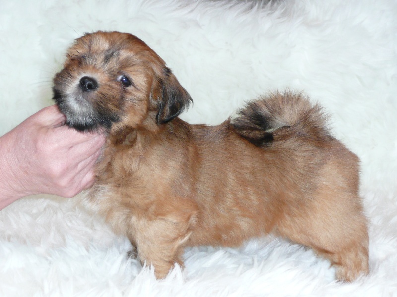 Publication : Dolma Mani's Auteur : bultinck-carlier mobique