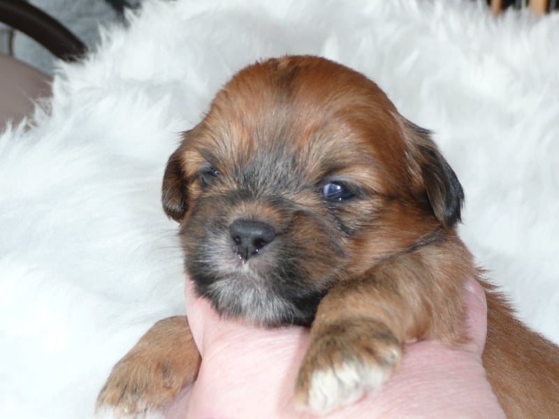 Publication : Dolma Mani's Auteur : bultinck-carlier mobique