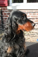 Étalon Setter Gordon - CH. Titre Initial Winchester cathedral dolces song