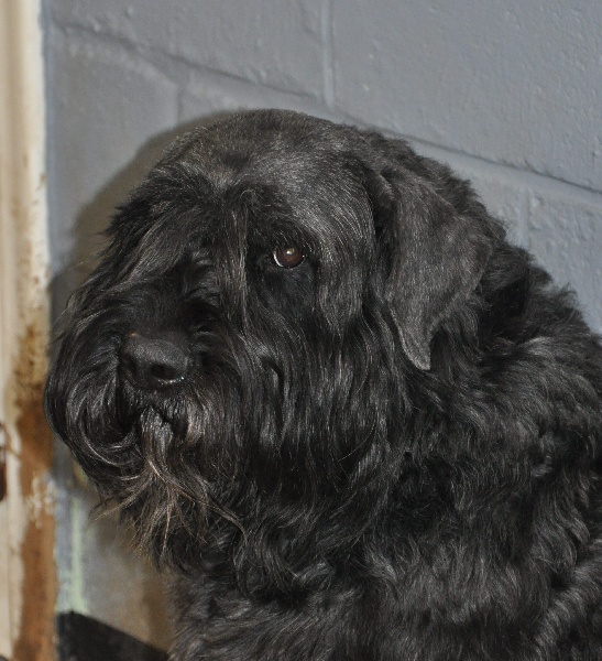 Publication : Du stav do leu