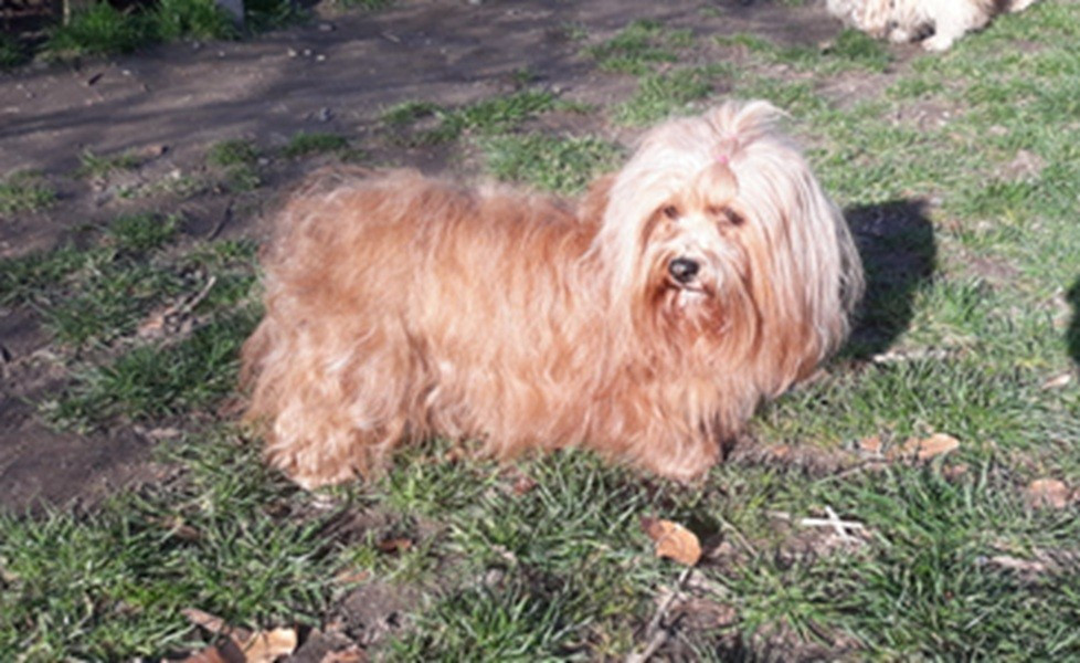 Ultimate star De l'ilot sacré