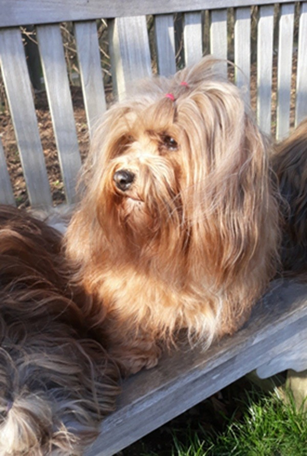 Ultimate star De l'ilot sacré