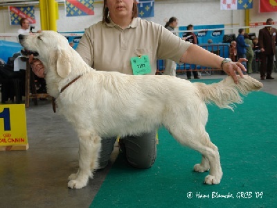 Hazure du domaine du vevî - Très Prometteur + Meilleur puppy