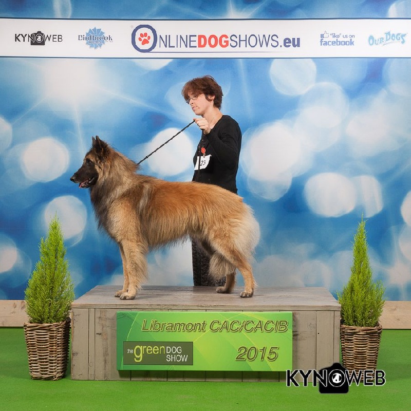 Mylan Of the smart spirit - 1er Excellent - Classe Intermédiaire - CAC, CACIB, BOB
