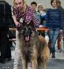 CH. Jero Of the smart spirit - 1er Excellent - Classe Ouverte - CACL, RCACIB - Champion du Luxembourg
