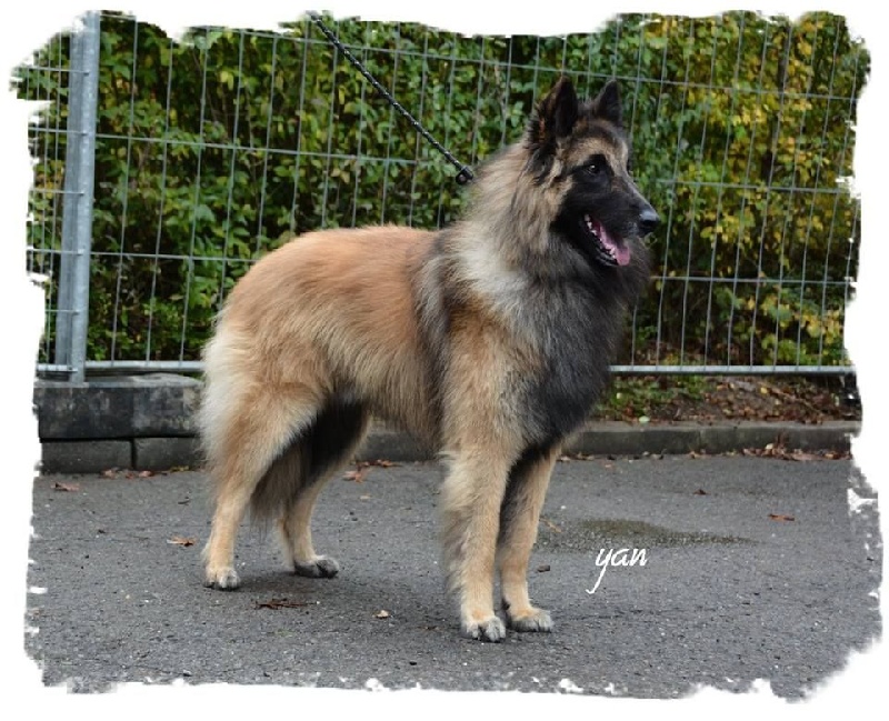 Mylan Of the smart spirit - 1er Excellent - Classe Intermédiaire