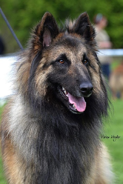 Mylan Of the smart spirit - 2e Excellent - Classe Jeune