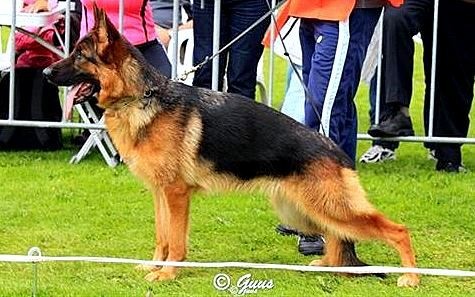 CH. Chakira-opal v.d. ybajo hoeve - BH