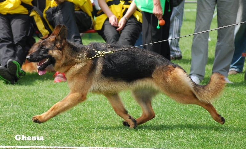 CH. Chakira-opal v.d. ybajo hoeve - 6 U gebruiksklasse Teven 24 maanden en ouder.