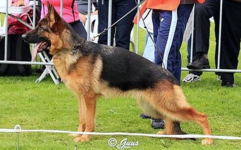 CH. Chakira-opal v.d. ybajo hoeve - IPO 1