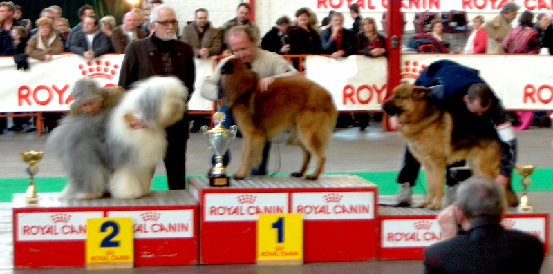 Beau von averegte (Sans Affixe) - CAC, CACIB + BOP