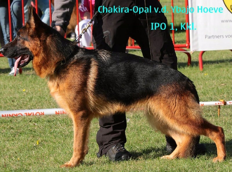 CH. Chakira-opal v.d. ybajo hoeve - Kkl.