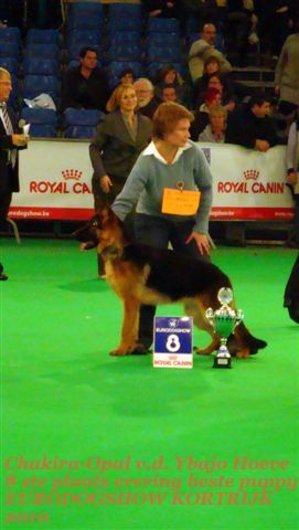 CH. Chakira-opal v.d. ybajo hoeve - 8 ste plaats erering beste puppy