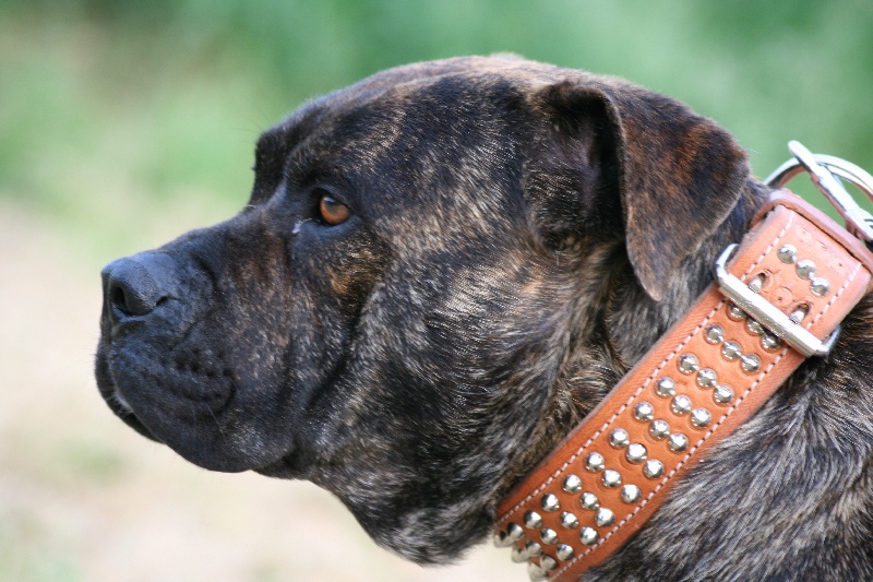 Publication : Cadeous des htes-fagnes Auteur : Thevissen Eric