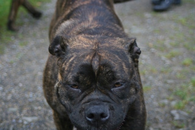 Publication : Cadeous des htes-fagnes