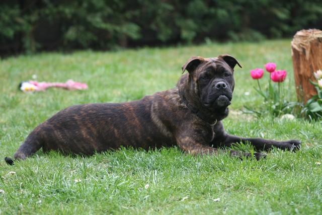 Publication : Cadeous des htes-fagnes