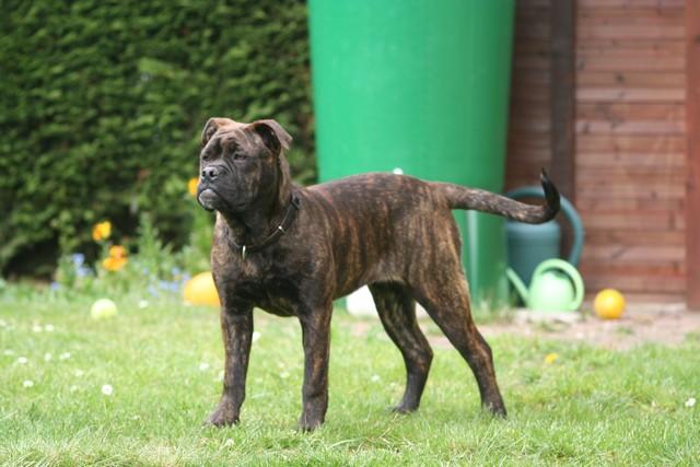 Publication : Cadeous des htes-fagnes