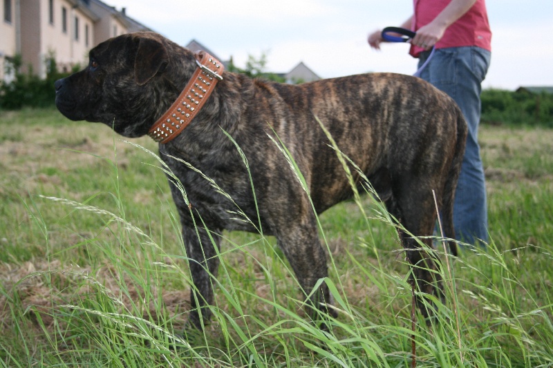 Publication : Cadeous des htes-fagnes Auteur : Thevissen Eric