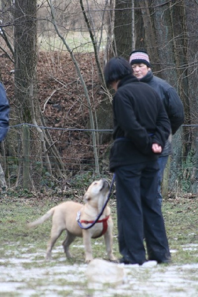 Publication : Cadeous des htes-fagnes Auteur : Thevissen Eric