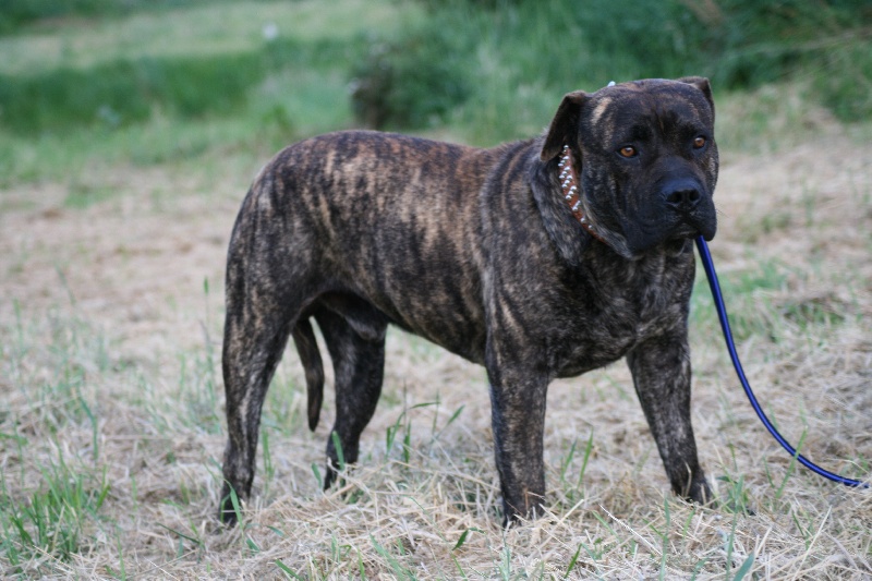 Publication : Cadeous des htes-fagnes Auteur : Thevissen Eric