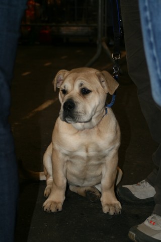 Publication : Cadeous des htes-fagnes Auteur : Thevissen Eric