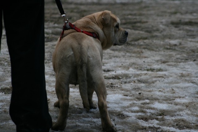 Publication : Cadeous des htes-fagnes Auteur : Thevissen Eric