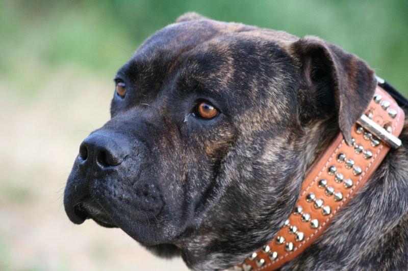 Publication : Cadeous des htes-fagnes Auteur : Thevissen Eric