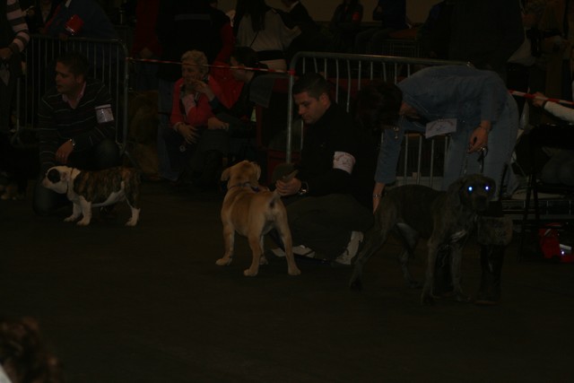 Publication : Cadeous des htes-fagnes Auteur : Thevissen Eric