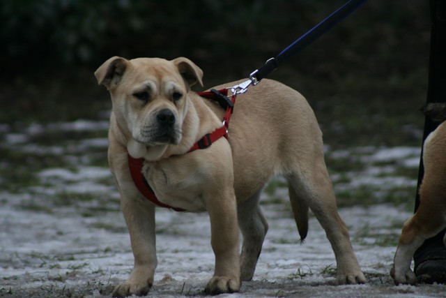 Publication : Cadeous des htes-fagnes Auteur : Thevissen Eric