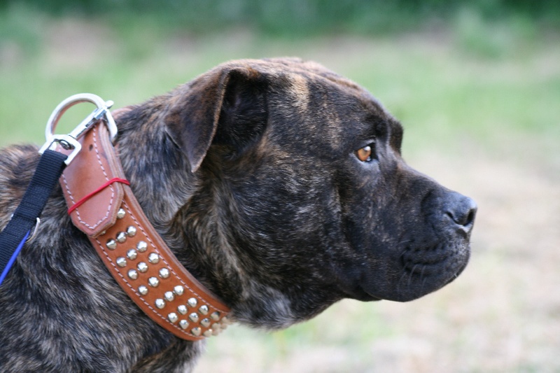 Publication : Cadeous des htes-fagnes Auteur : Thevissen Eric