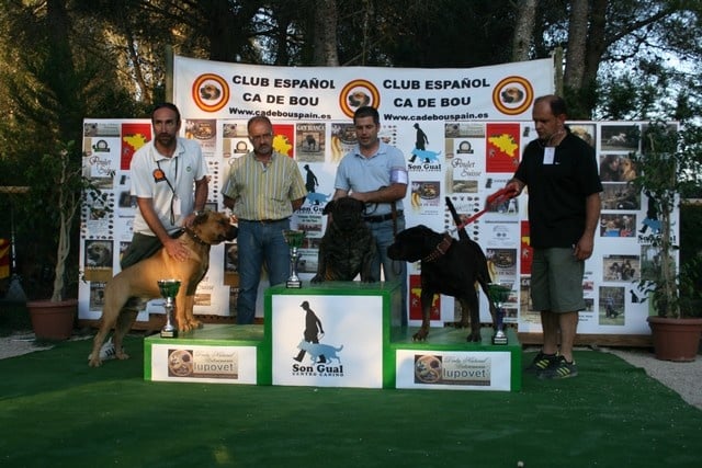 CH. Virat (Sans Affixe) - 1er Excellent CAC