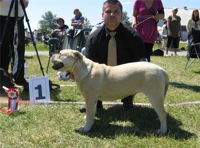 CH. Enya des guerriers divins d'asgard - Champion du monde junior