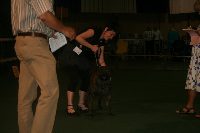 CH. Virat (Sans Affixe) - CAC CACIB meilleur de race