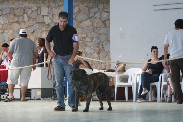 CH. Virat (Sans Affixe) - 1er Excellent CAC