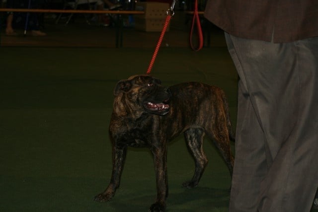 Hekla Cadeous des htes-fagnes - 1er Excellent meilleur jeune femelle