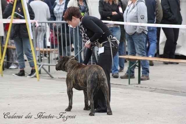 CH. Virat (Sans Affixe) - 1er excellent CAC CACIB meilleur de race