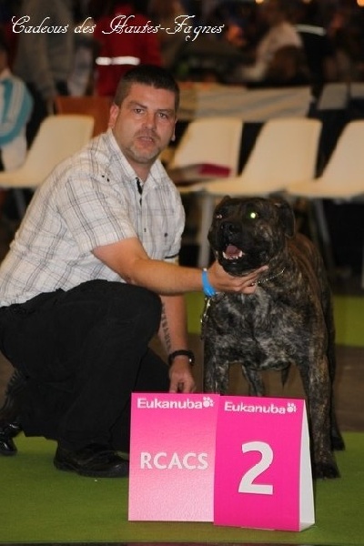 CH. Virat (Sans Affixe) - 2eme excellent RCACS