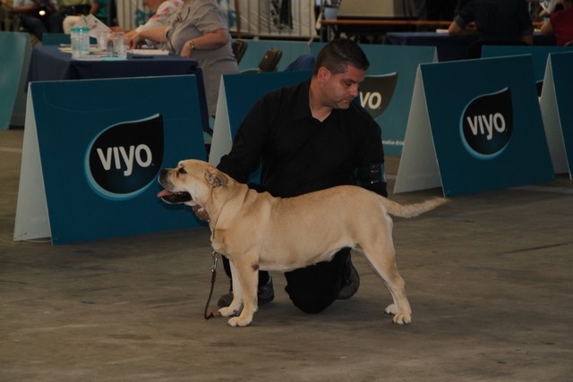 CH. Enya des guerriers divins d'asgard - 1er excellent CAC CACIB