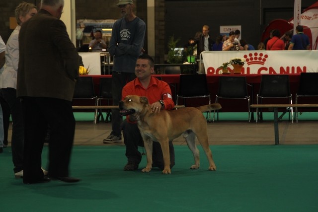 Jagger Cadeous des htes-fagnes - CAC CACIB BOB