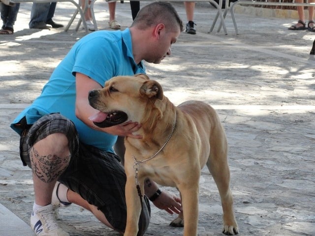 Jagger Cadeous des htes-fagnes - Winner monografica 2012