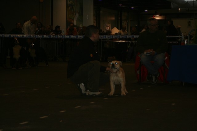 CH. Enya des guerriers divins d'asgard - 1er Très prometteur Best Baby