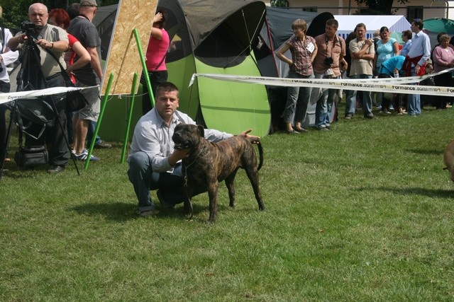 CH. Virat (Sans Affixe) - 3 eme excellent