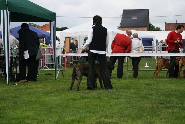 CH. Virat (Sans Affixe) - 1er excellent CAC