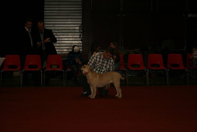 CH. Enya des guerriers divins d'asgard - 1er CAC