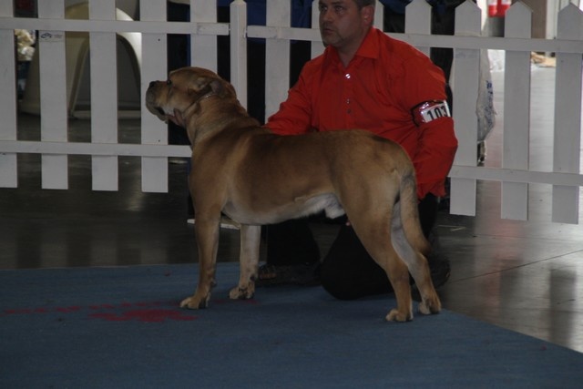 Jagger Cadeous des htes-fagnes - CAC CACIB meilleur de race(BOB)