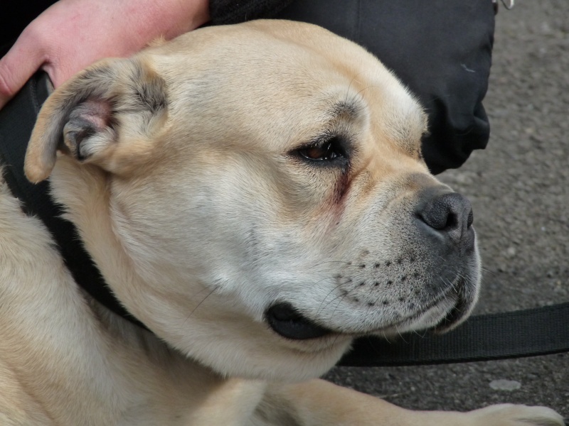 CH. Enya des guerriers divins d'asgard - CAC CACIB + BOB