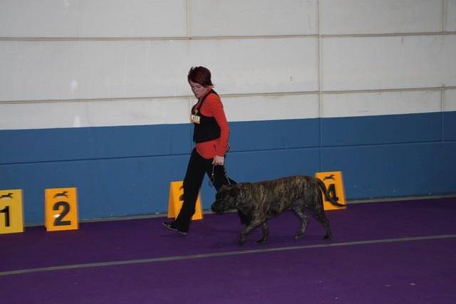 CH. Virat (Sans Affixe) - CACL CACIB BOB