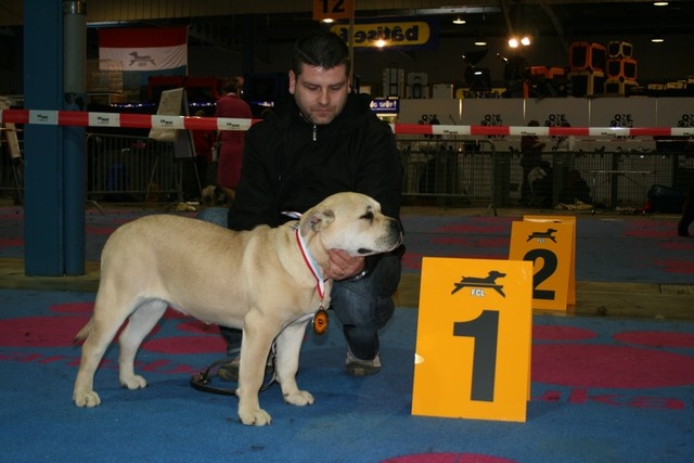 CH. Enya des guerriers divins d'asgard - 1er très prometteur Meilleur puppy