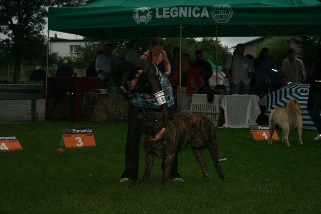 CH. Virat (Sans Affixe) - 3eme excellent