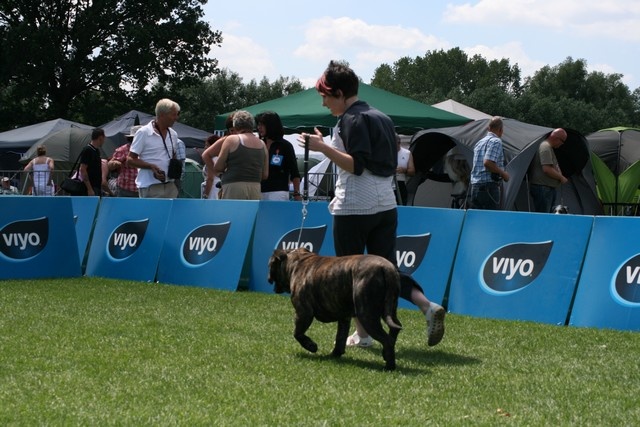 CH. Virat (Sans Affixe) - 1er excellent CAC